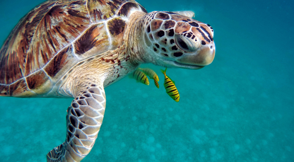 Maldives on a budget