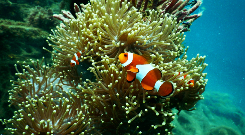 Snorkeling Tips