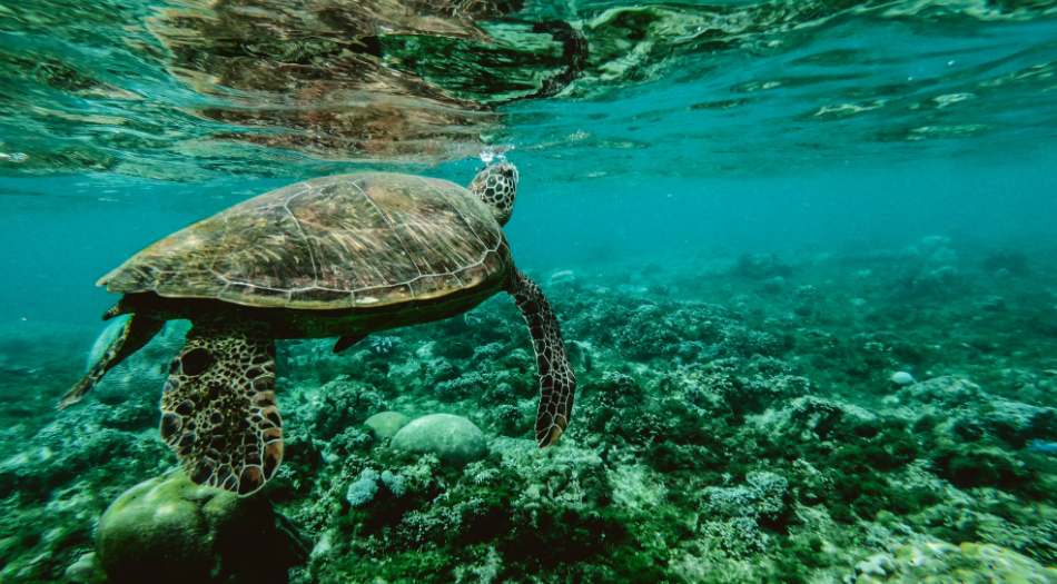 Snorkeling Tips